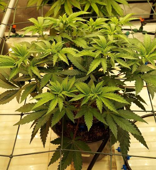 The Garden 2026-1 -- MSNL Animal Mints. Week 6 - 42 days