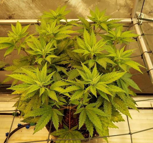 The Garden 2026-1 -- MSNL Animal Mints. Week 6 - 42 days