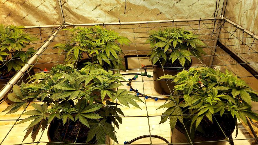 The Garden 2026-1 -- MSNL Kush Mints. Week 6 - 38 days