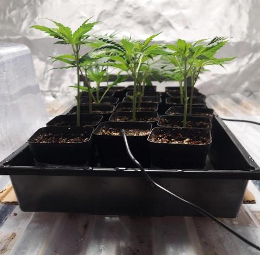 The Garden 2026-1 -- MSNL Kush Mints. Week 6 - 38 days