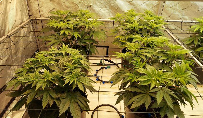 The Garden 2026-1 -- MSNL Kush Mints. Week 6 - 42 days