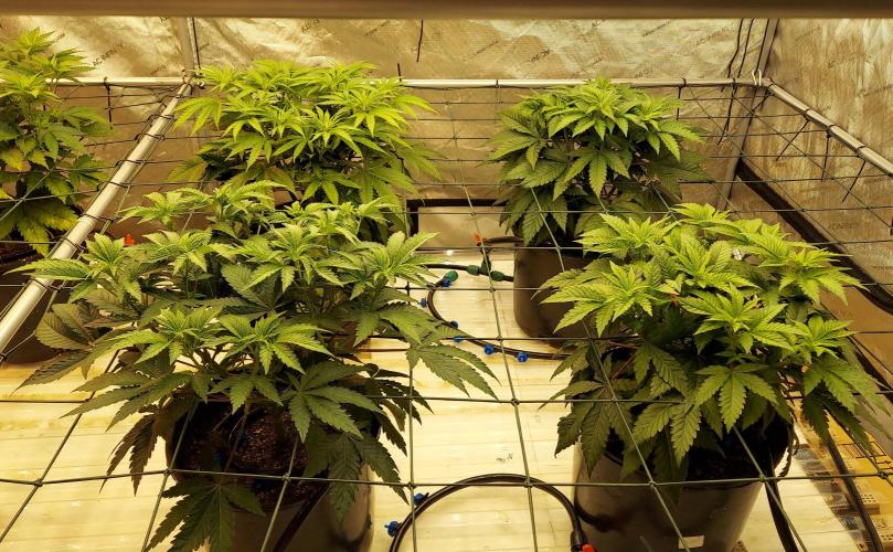 The Garden 2026-1 -- MSNL Kush Mints. Week 6 - 42 days