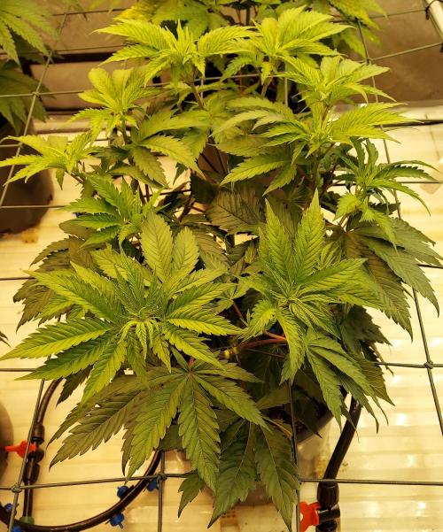 The Garden 2026-1 -- MSNL Kush Mints. Week 6 - 42 days