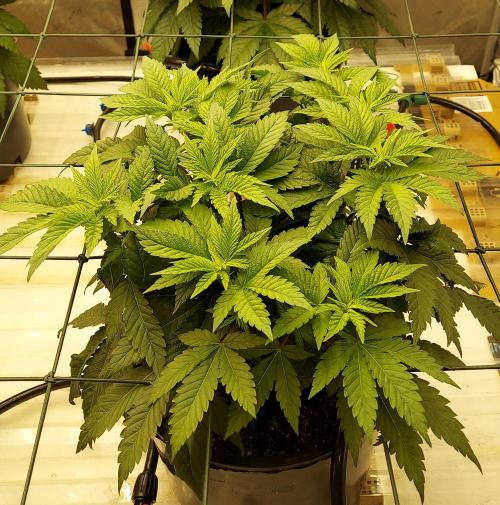 The Garden 2026-1 -- MSNL Kush Mints. Week 6 - 42 days