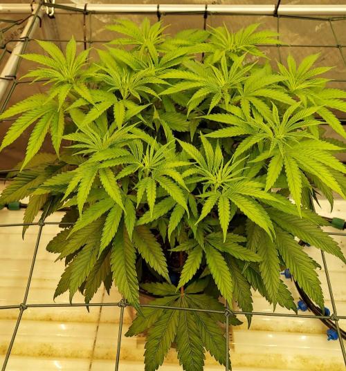 The Garden 2026-1 -- MSNL Kush Mints. Week 6 - 42 days