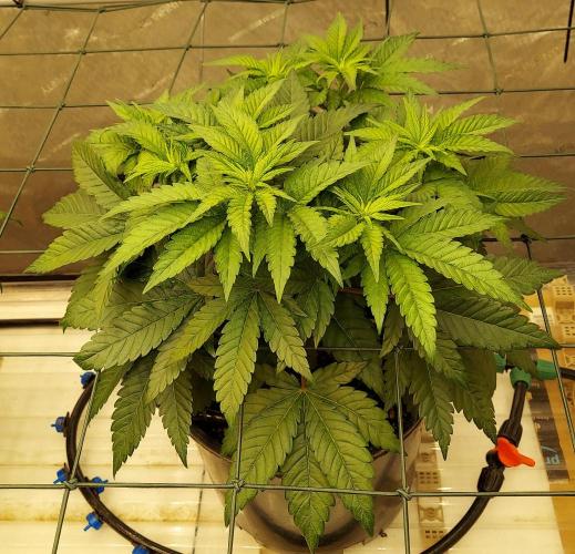 The Garden 2026-1 -- MSNL Kush Mints. Week 6 - 42 days