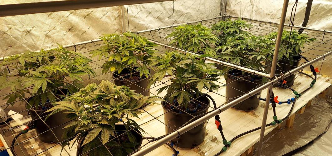 The Garden 2026-1 - HSC Mountaintop Mint. Week 6 - 38 days