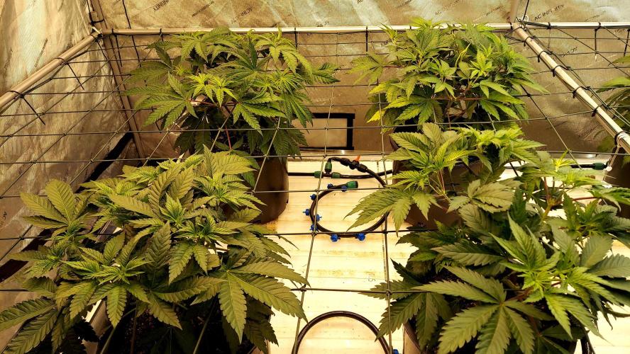 The Garden 2026-1 - HSC Mountaintop Mint. Week 6 - 38 days