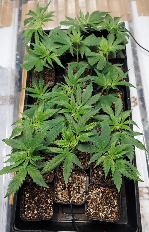 The Garden 2026-1 - HSC Mountaintop Mint. Week 6 - 38 days