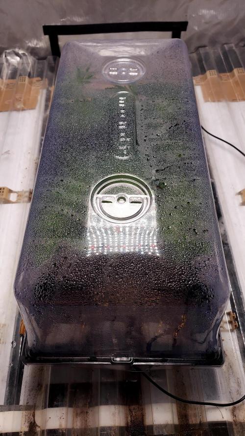 The Garden 2026-1 - HSC Mountaintop Mint. Week 6 - 38 days