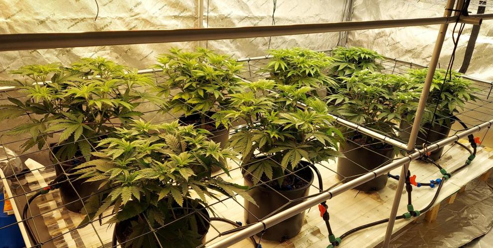 The Garden 2026-1 - HSC Mountaintop Mint. Week 6 - 42 days