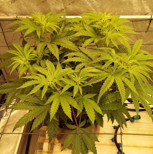 The Garden 2026-1 - HSC Mountaintop Mint. Week 6 - 42 days