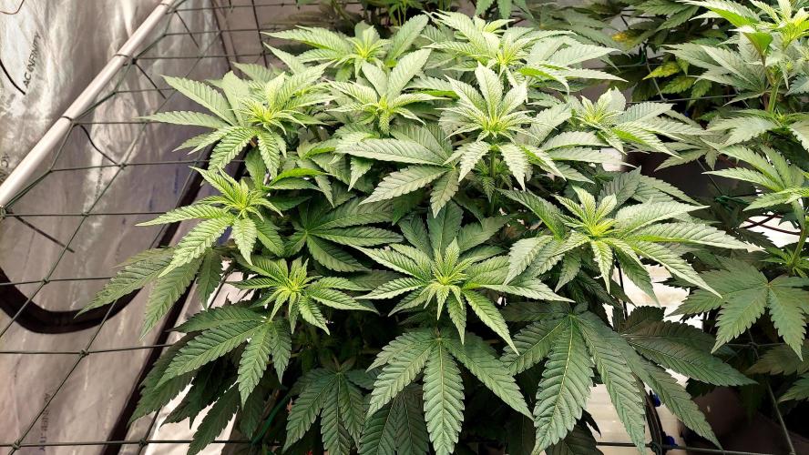 The Garden 2026-1 -- MSNL Animal Mints. Week 7 - 49 days - AM1