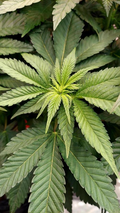 The Garden 2026-1 -- MSNL Animal Mints. Week 7 - 49 days - AM1