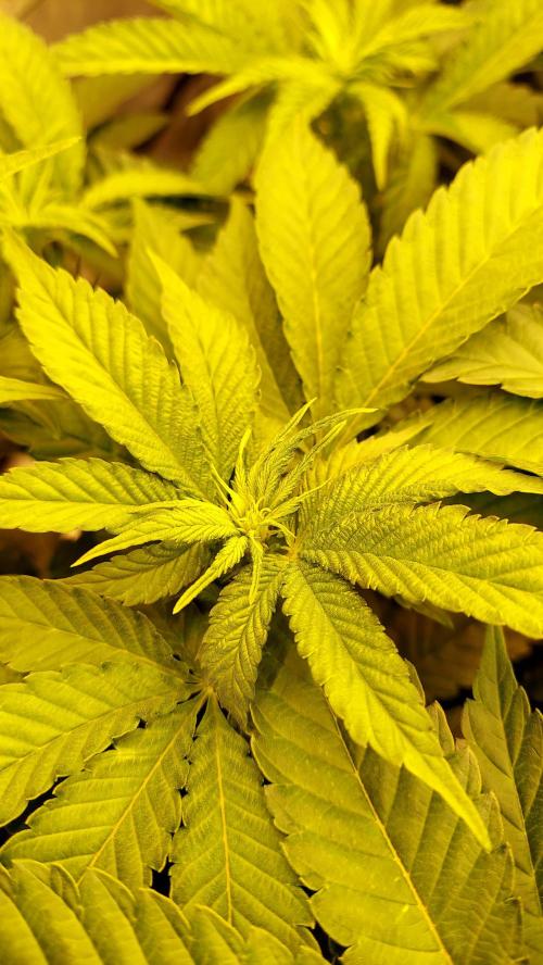 The Garden 2026-1 -- MSNL Animal Mints. Week 7 - 49 days - AM1