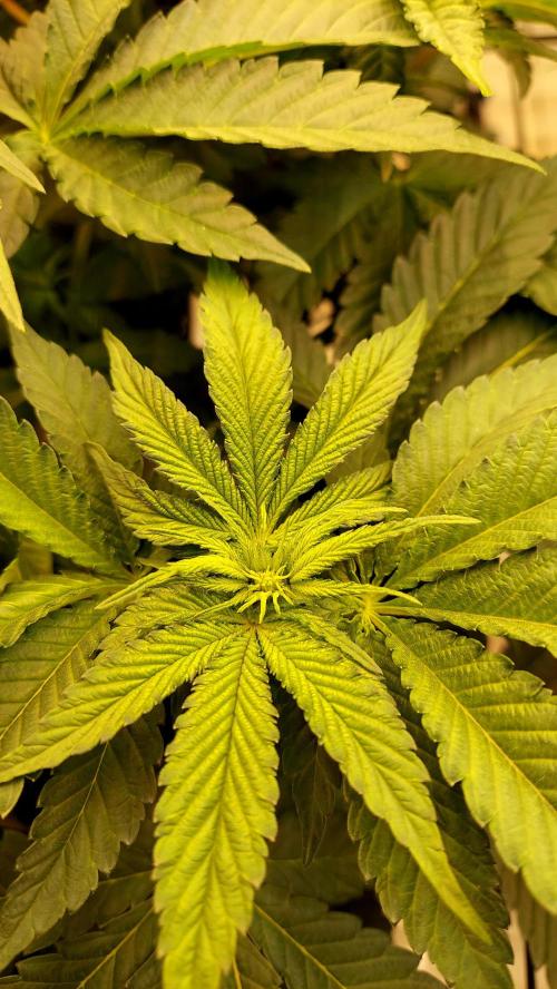 The Garden 2026-1 -- MSNL Animal Mints. Week 7 - 49 days - AM1