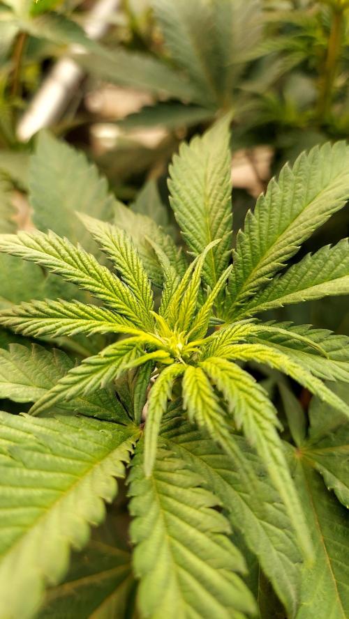 The Garden 2026-1 -- MSNL Animal Mints. Week 7 - 49 days - AM2