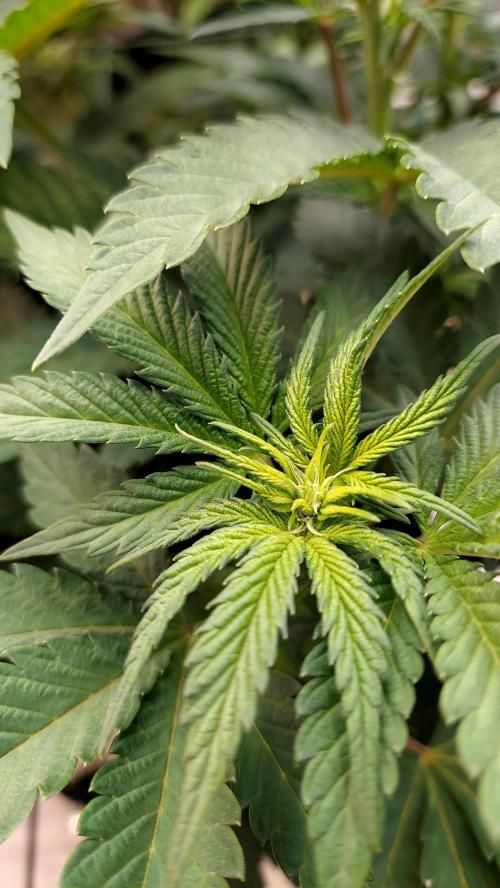 The Garden 2026-1 -- MSNL Animal Mints. Week 7 - 49 days - AM2