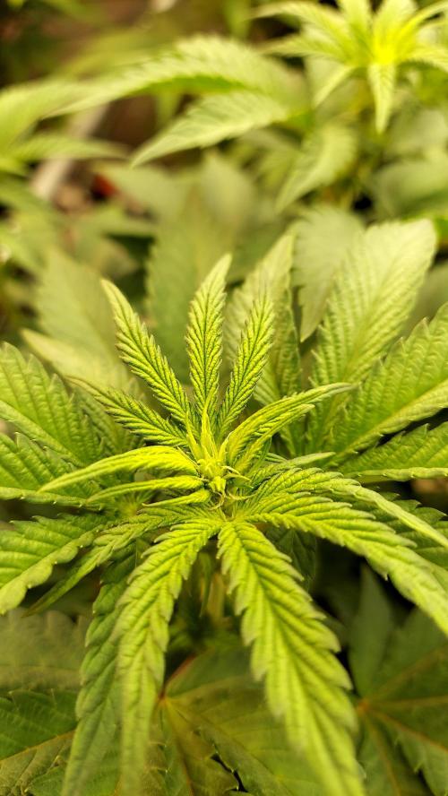 The Garden 2026-1 -- MSNL Animal Mints. Week 7 - 49 days - AM2