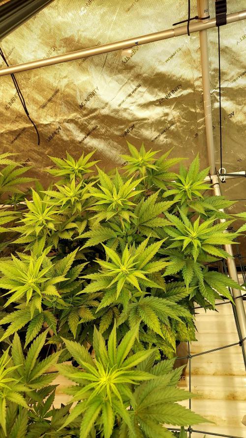 The Garden 2026-1 -- MSNL Animal Mints. Week 7 - 49 days - AM3