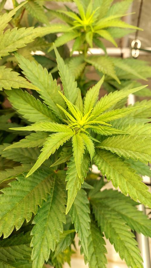 The Garden 2026-1 -- MSNL Animal Mints. Week 7 - 49 days - AM3