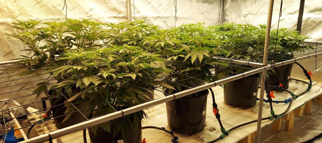 The Garden 2026-1 -- MSNL Kush Mints. Week 7 - 46 days