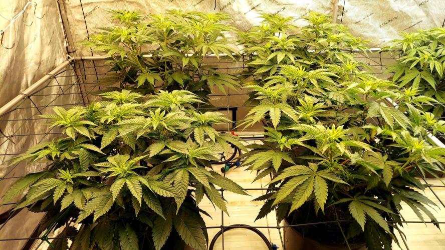 The Garden 2026-1 -- MSNL Kush Mints. Week 7 - 46 days