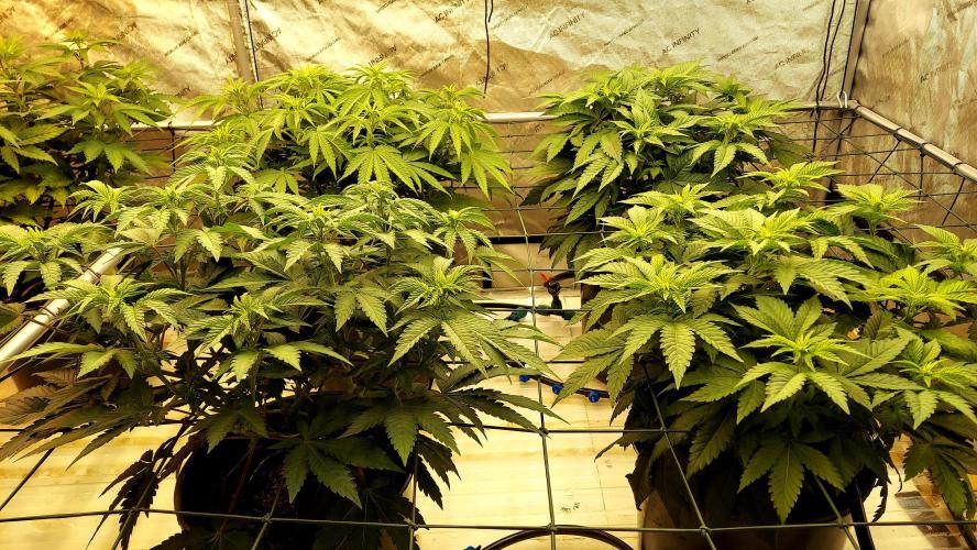 The Garden 2026-1 -- MSNL Kush Mints. Week 7 - 46 days