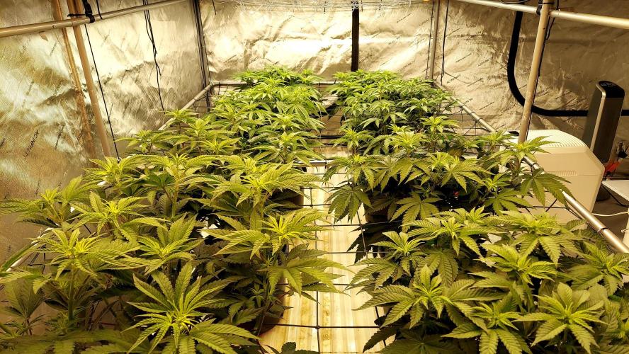 The Garden 2026-1 -- MSNL Kush Mints. Week 7 - 46 days