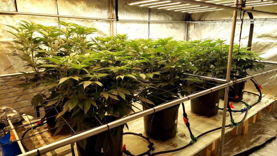 The Garden 2026-1 -- MSNL Kush Mints. Week 7 - 49 days