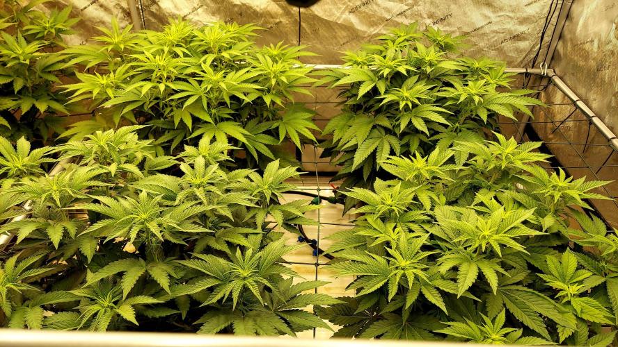 The Garden 2026-1 -- MSNL Kush Mints. Week 7 - 49 days