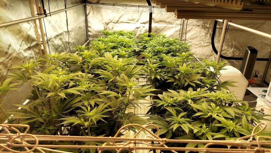 The Garden 2026-1 -- MSNL Kush Mints. Week 7 - 49 days