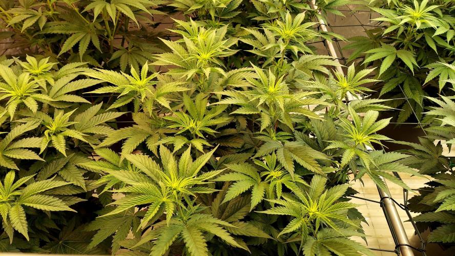 The Garden 2026-1 -- MSNL Kush Mints. Week 7 - 49 days - KM1