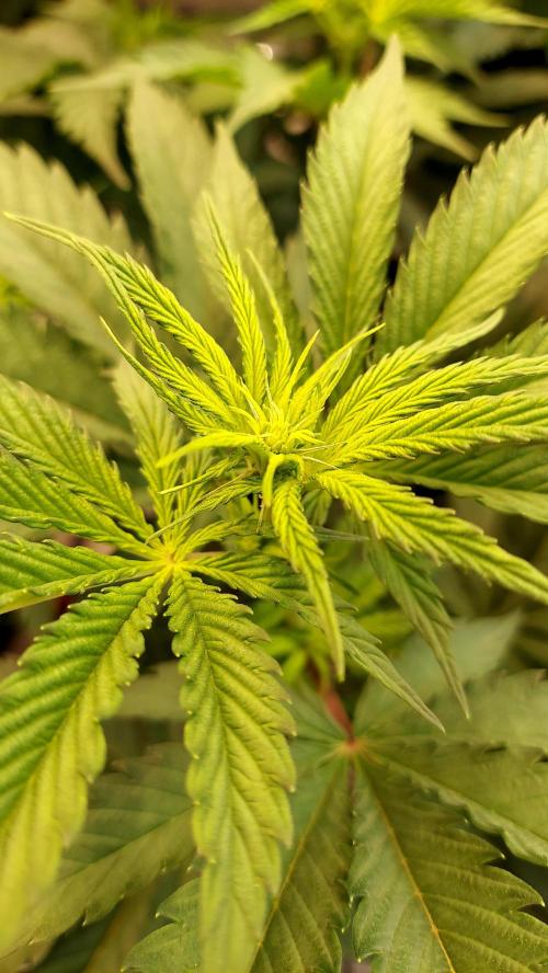 The Garden 2026-1 -- MSNL Kush Mints. Week 7 - 49 days - KM1