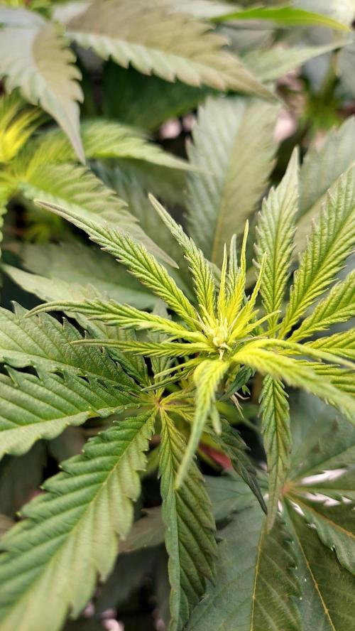 The Garden 2026-1 -- MSNL Kush Mints. Week 7 - 49 days - KM1