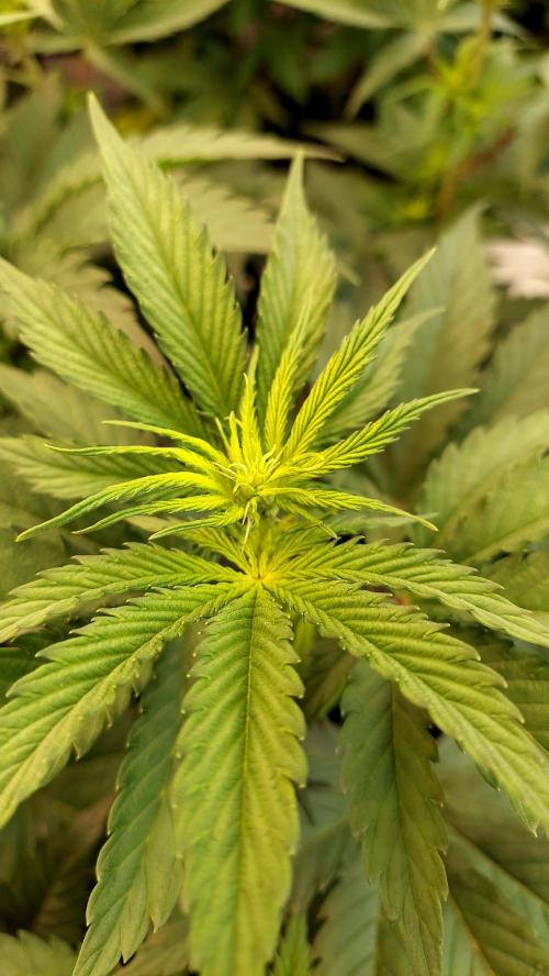 The Garden 2026-1 -- MSNL Kush Mints. Week 7 - 49 days - KM1