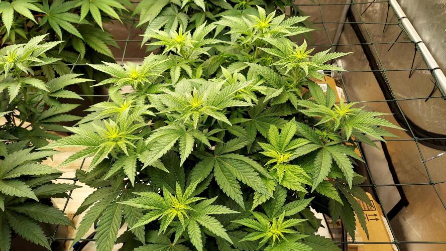 The Garden 2026-1 -- MSNL Kush Mints. Week 7 - 49 days - KM2