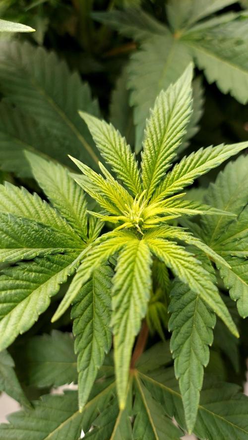 The Garden 2026-1 -- MSNL Kush Mints. Week 7 - 49 days - KM2