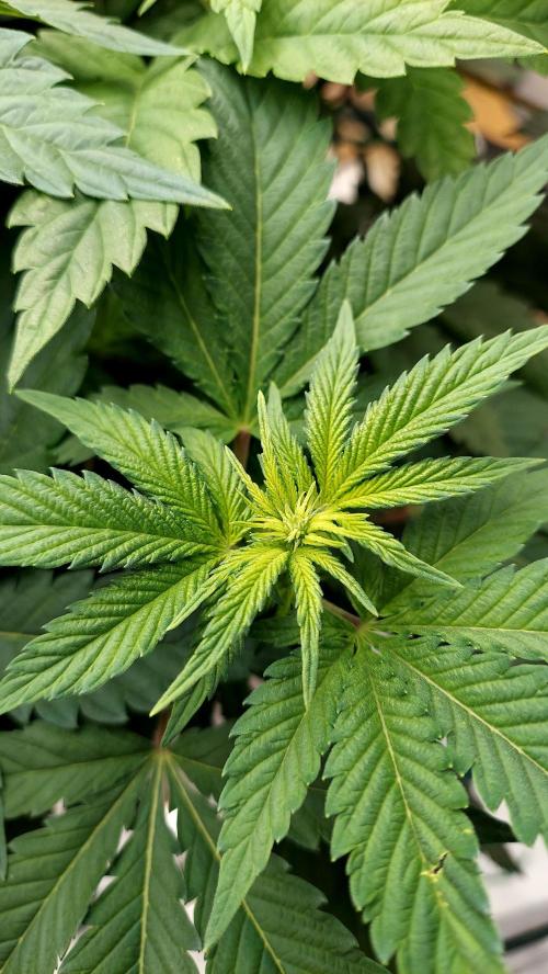 The Garden 2026-1 -- MSNL Kush Mints. Week 7 - 49 days - KM2