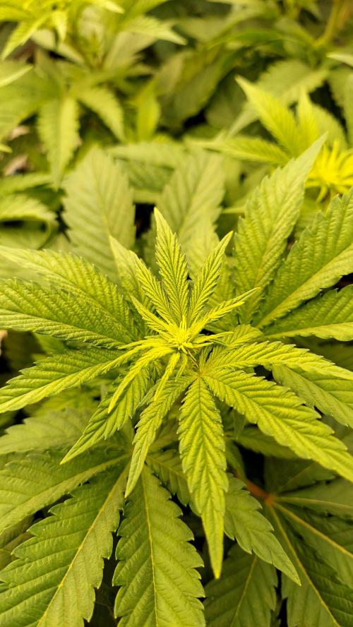 The Garden 2026-1 -- MSNL Kush Mints. Week 7 - 49 days - KM2