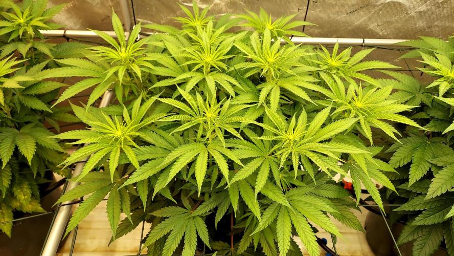 The Garden 2026-1 -- MSNL Kush Mints. Week 7 - 49 days - KM3