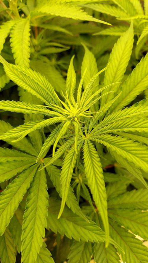 The Garden 2026-1 -- MSNL Kush Mints. Week 7 - 49 days - KM3