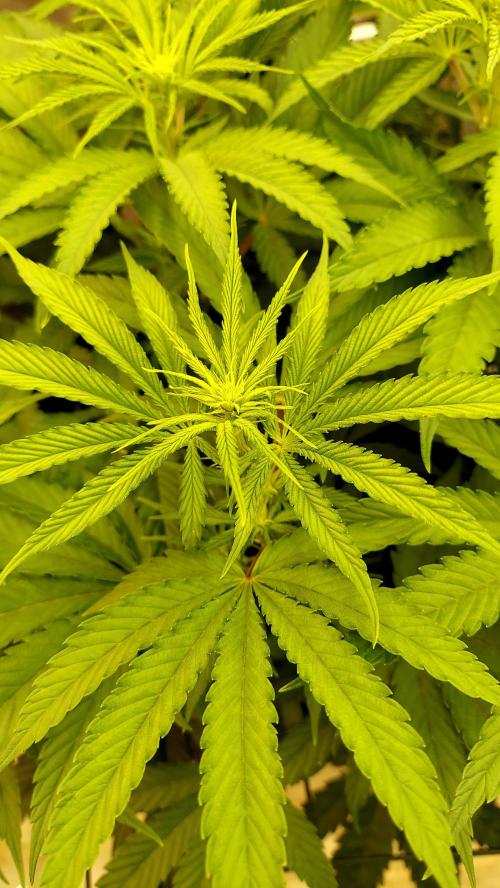 The Garden 2026-1 -- MSNL Kush Mints. Week 7 - 49 days - KM3