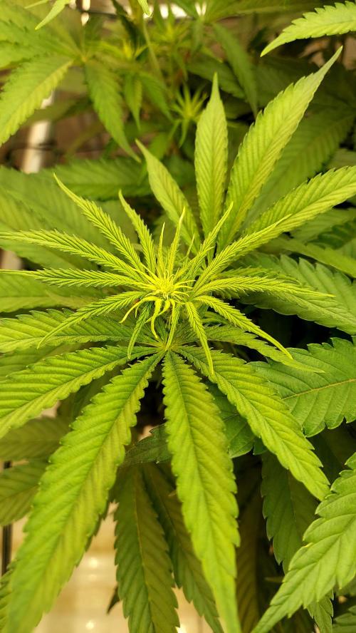 The Garden 2026-1 -- MSNL Kush Mints. Week 7 - 49 days - KM3