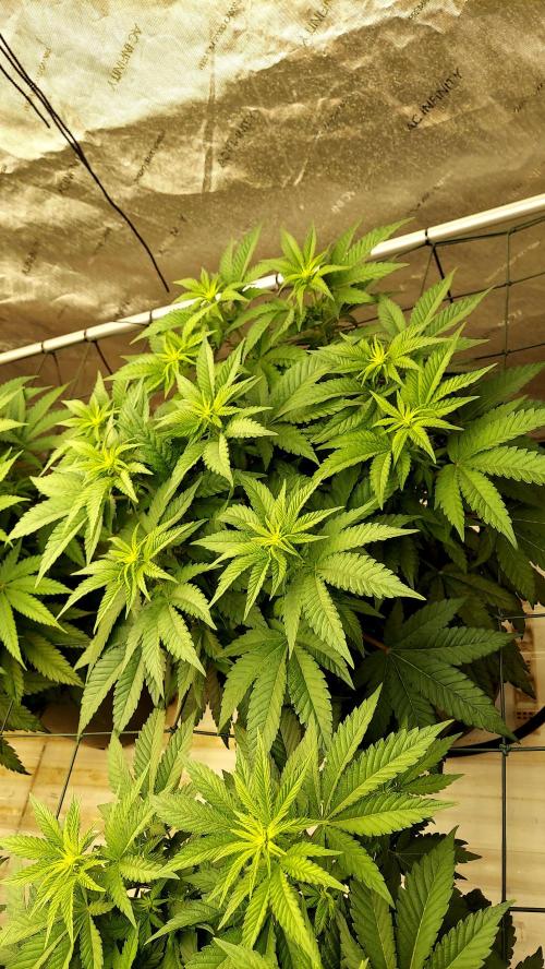 The Garden 2026-1 -- MSNL Kush Mints. Week 7 - 49 days - KM4