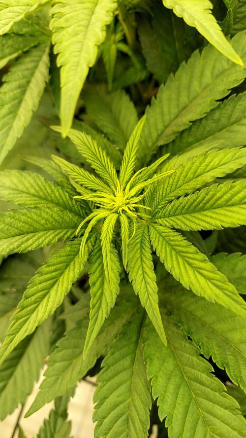 The Garden 2026-1 -- MSNL Kush Mints. Week 7 - 49 days - KM4