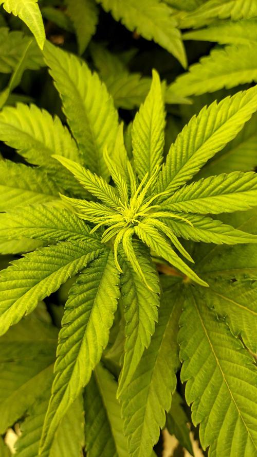 The Garden 2026-1 -- MSNL Kush Mints. Week 7 - 49 days - KM4