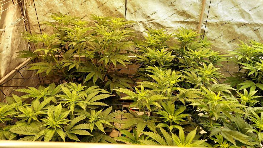 The Garden 2026-1 - HSC Mountaintop Mint. Week 7 - 49 days