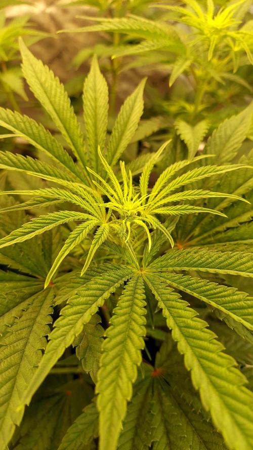 The Garden 2026-1 - HSC Mountaintop Mint. Week 7 - 49 Days - MM