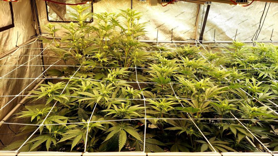 The Garden 2026-1 - HSC Mountaintop Mint. Week 8 - 56 days